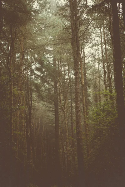 Boschi Alberi & Natura — Foto Stock