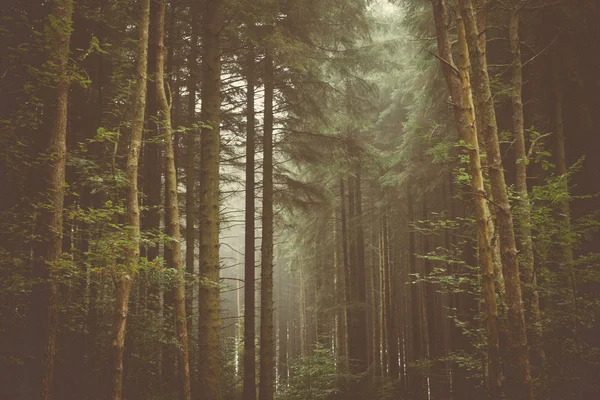 Woodland Trees & Nature — Stock Photo, Image