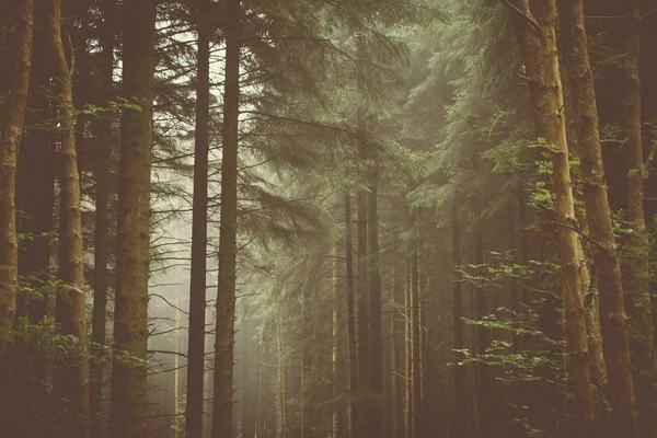 Boschi Alberi & Natura — Foto Stock