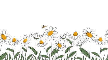 Papatyaların kusursuz kenarları, basitleştirilmiş çocuk karikatürleriyle bembeyaz arka planda çizilmiş. Çiçeklerin üzerinde oturan şirin arı. İlkbahar veya yaz için web sitesi, dükkan tasarımı için.