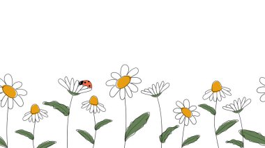 Papatyaların kusursuz kenarları, basitleştirilmiş çocuk karikatürleriyle bembeyaz arka planda çizilmiş. Çiçekte oturan sevimli uğur böceği. İlkbahar veya yaz için web sitesi, dükkan tasarımı için. Vektör