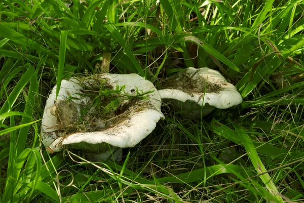 Champiñones con tapa de leche en el bosque — Foto de Stock