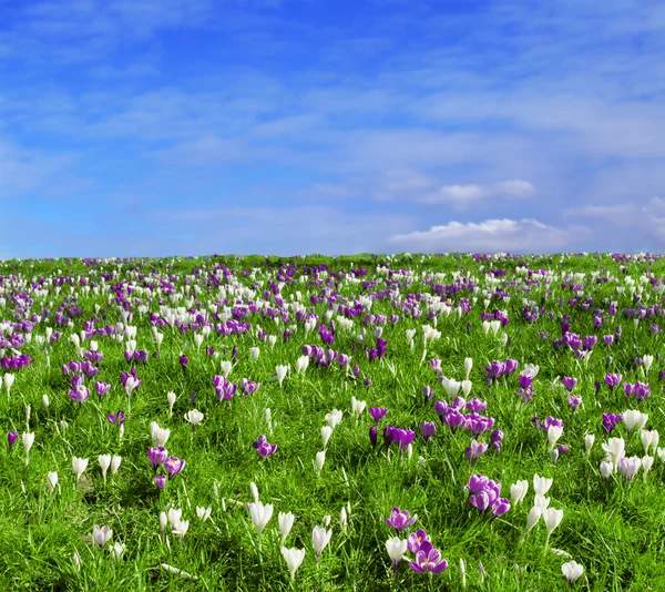 Pole s fialovou a bílou krokusy na jaře — Stock fotografie