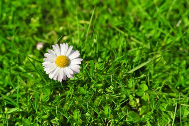 Beyaz papatya çiçek yukarıdan çim