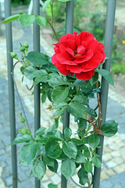 Το κόκκινο τριαντάφυλλο αναρρίχησης — Φωτογραφία Αρχείου
