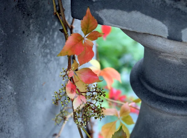 Filigree leaves — Stock Photo, Image