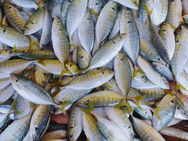 Shah Alam, taze balık Balık pazarı