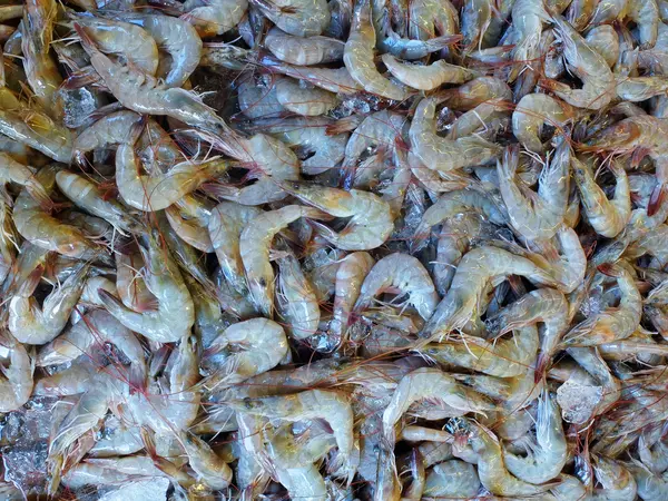 Camarão fresco no mercado de peixe — Fotografia de Stock