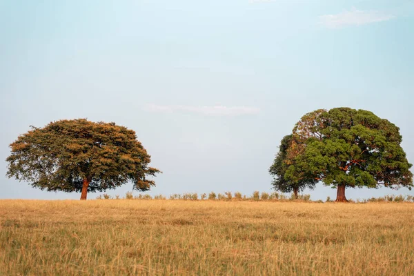 Tropical trees and meadows, Two trees in field.