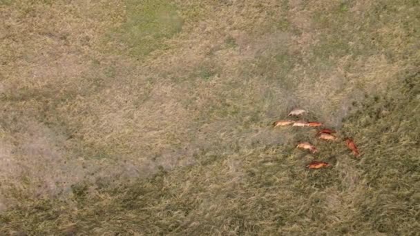 Stado Bydła Spacerujące Łące Zdjęcie Lotnicze Drona — Wideo stockowe