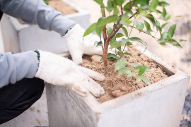 Bitkilerin ve bahçıvanların ellerine yakın bir yerde saksıya bitki eken bir adam..