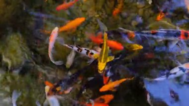 Doğada, küçük ve büyük güzel renkli balıklar