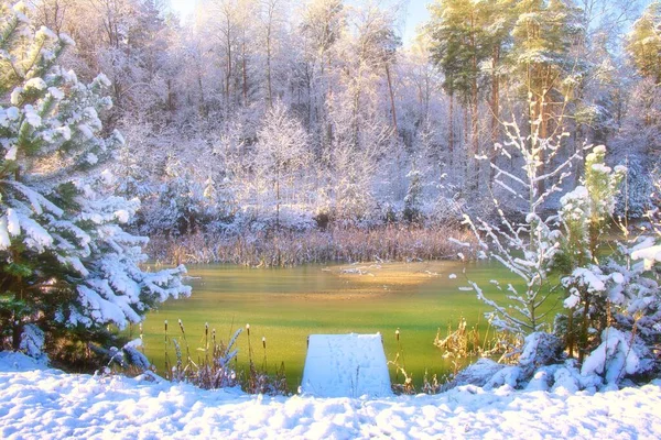 Téli Erdő Napos Fényes Táj Stock Fotó
