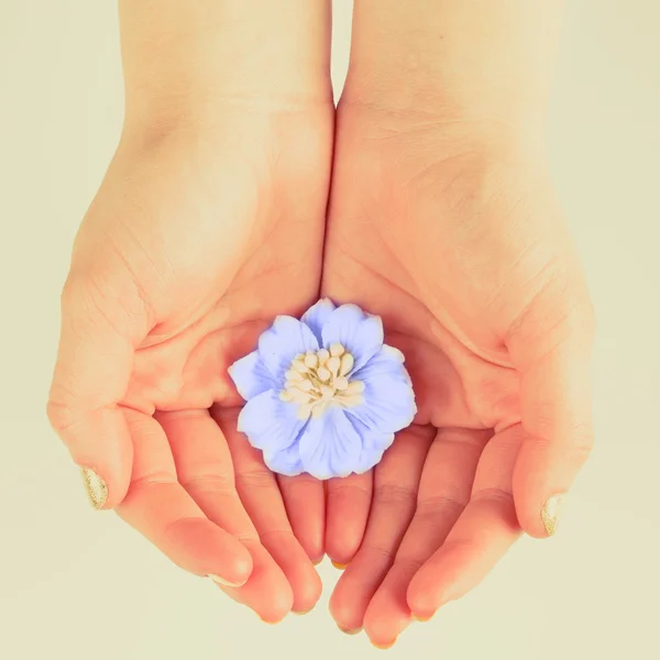 Flower in womens hands — Stock Photo, Image