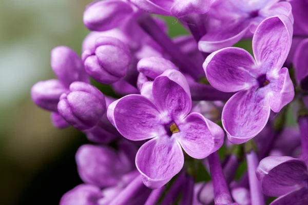 Прекрасные весенние цветы из сирени . — стоковое фото
