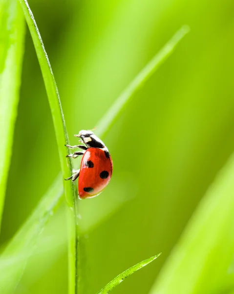 Coccinelle courant le long de la lame d'herbe verte — Photo