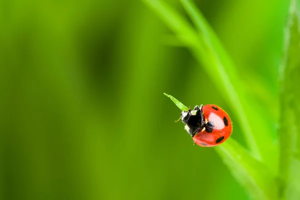 緑の草の上の赤いテントウムシ — ストック写真