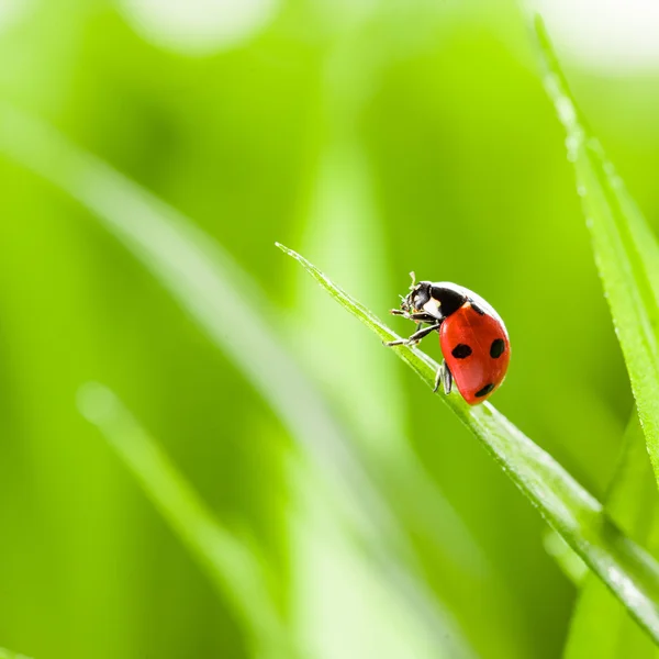 Coccinelle rouge sur herbe verte — Photo