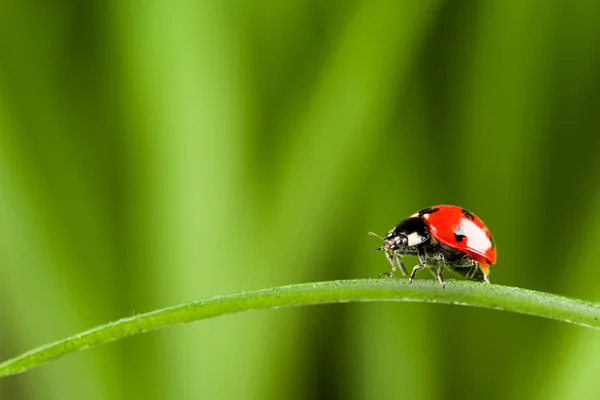 Červená beruška na zelené trávě — Stock fotografie