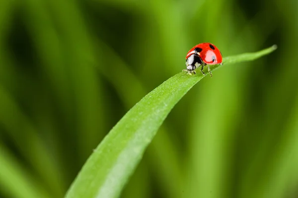 Lieveheersbeestje op gras Over groene Bachground — Stockfoto