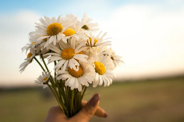 El Birliği daisy tekerlek ile — Stok fotoğraf