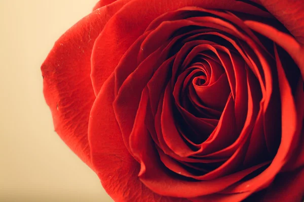 Soft natural light falling onto a velvet blood-red Valentine rose — Stock Photo, Image