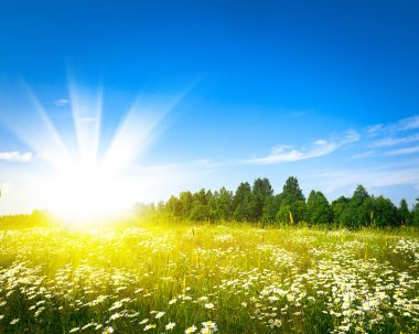 Sunrise yaz yeşil sahada