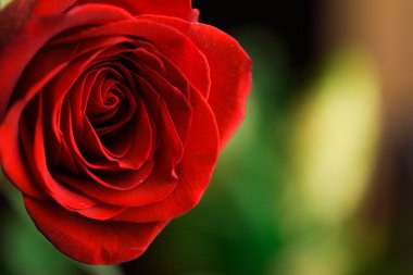 Green rose bir parçası. Makro