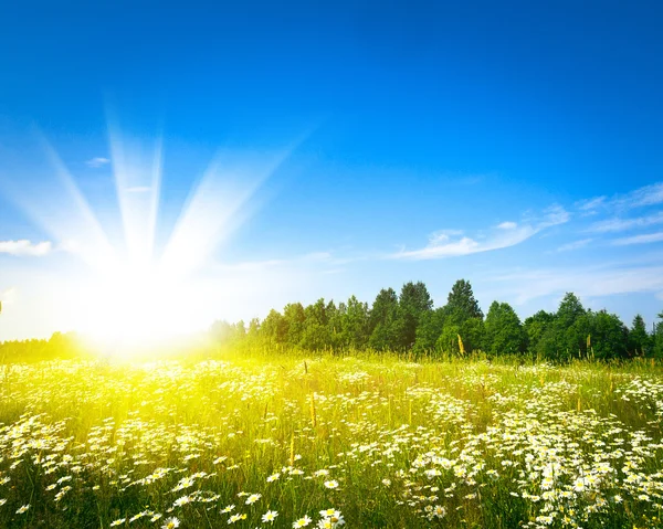 Salida del sol en el campo verde de verano — Foto de Stock