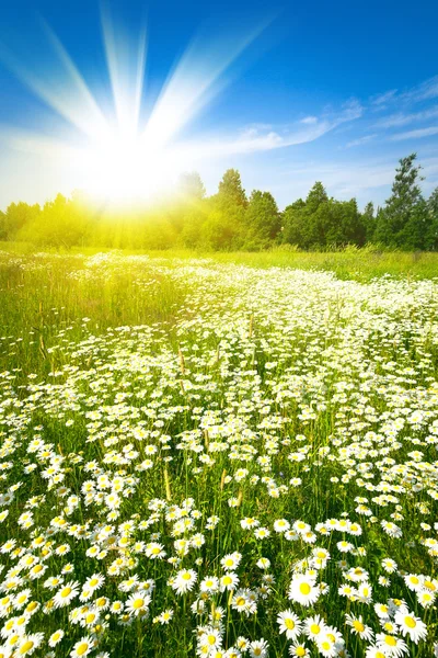 Lever de soleil sur le champ vert d'été — Photo