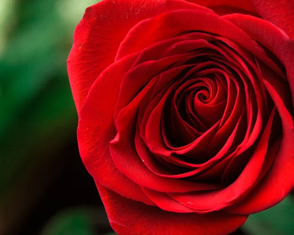 Zachte natuurlijke licht valt op een fluwelen bloedrode Valentine rose — Stockfoto