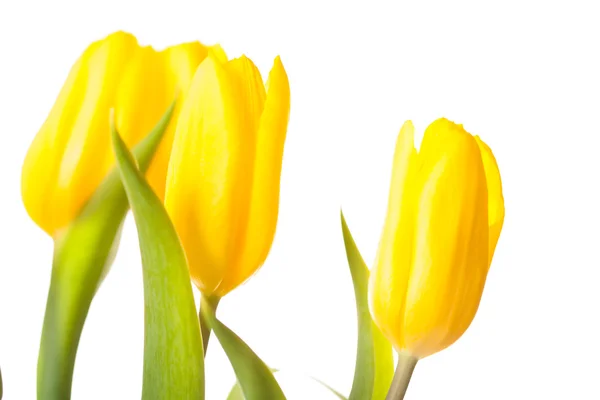 Gelbe Tulpen Strauß isoliert auf weiß — Stockfoto