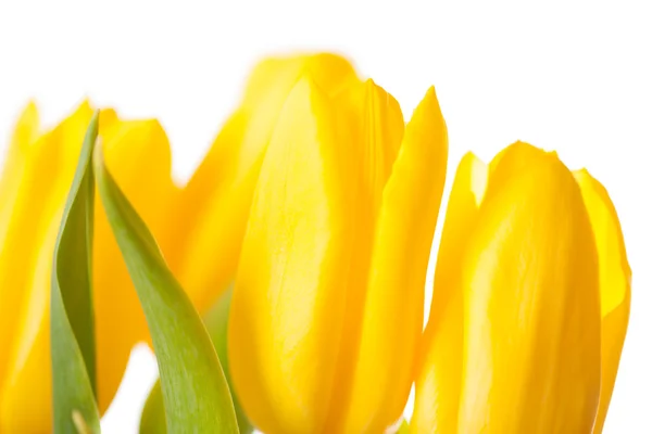 Gelbe Tulpen Strauß isoliert auf weiß — Stockfoto