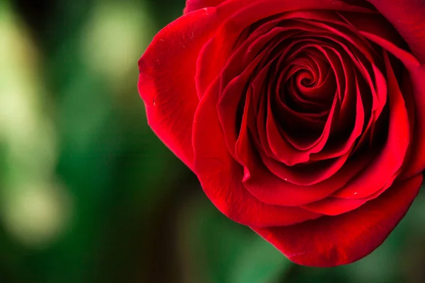 Teil von Rose auf Grün. Makro — Stockfoto