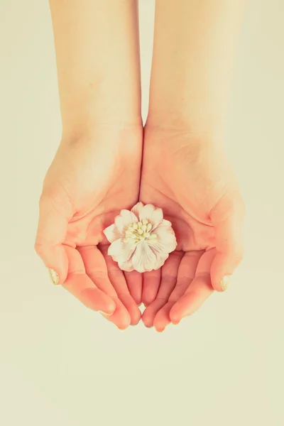 Flor en las manos de las mujeres — Foto de Stock