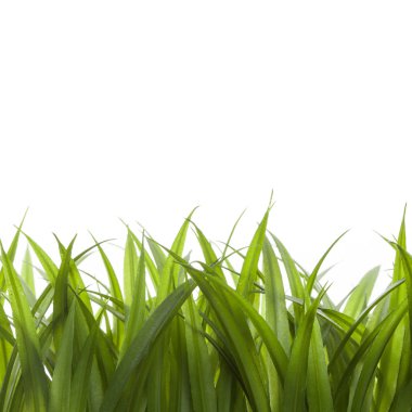 Doğa bahar ya da yaz arka plan