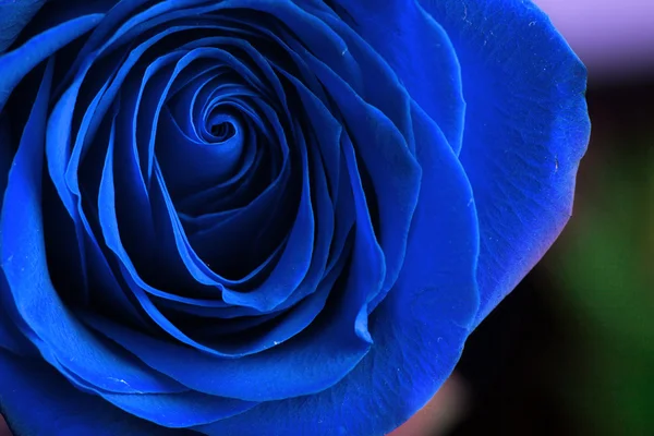 Soft natural light falling onto a velvet blood-red Valentine rose — Stock Photo, Image