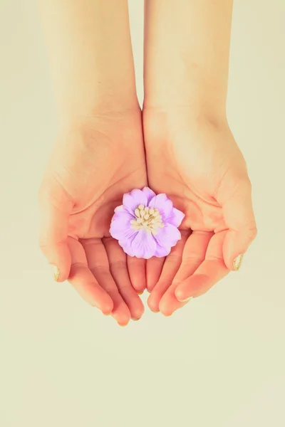 Flower in womens hands — Stock Photo, Image