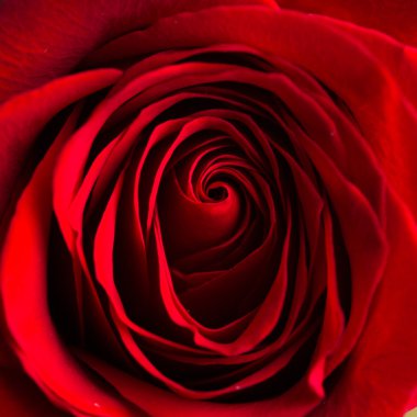 Yumuşak doğal ışık bir kadife kan kırmızı Sevgililer gül düşen