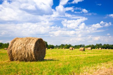 manzara ile hasat balya