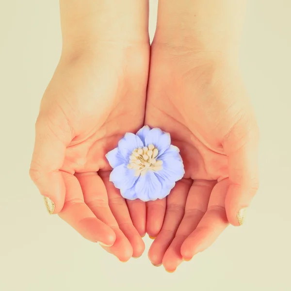 Flower in womens hands — Stock Photo, Image