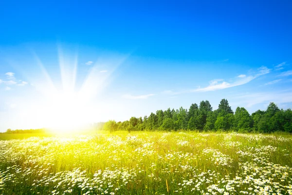 Pôr do sol sol e campo de grama fresca verde — Fotografia de Stock