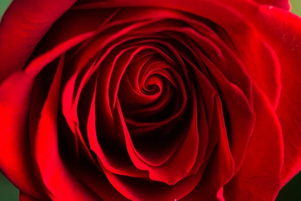 Close-up view of beatiful dark red rose — Stock Photo, Image