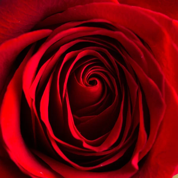 Soft natural light falling onto a velvet blood-red Valentine rose — Stock Photo, Image
