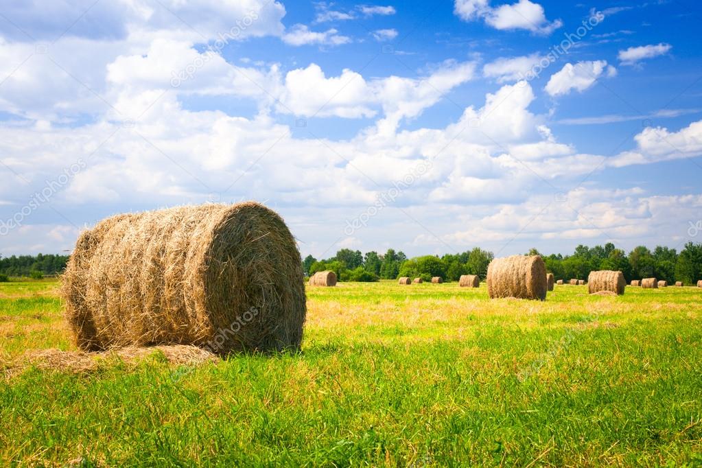 landscape with harvested bales