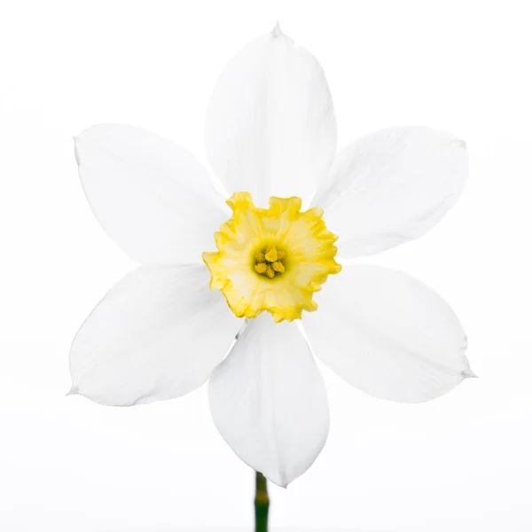 Bordo floreale primaverile, bellissimi fiori di narciso freschi — Foto Stock