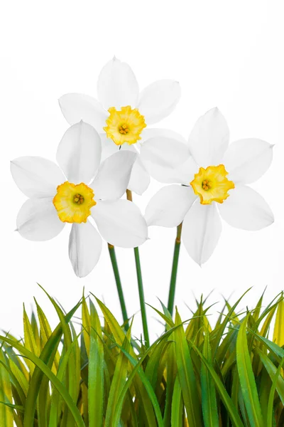 Frühling florale Borte, schöne frische Narzissenblüten — Stockfoto