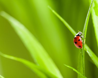 Yeşil çimlerde kırmızı uğur böceği