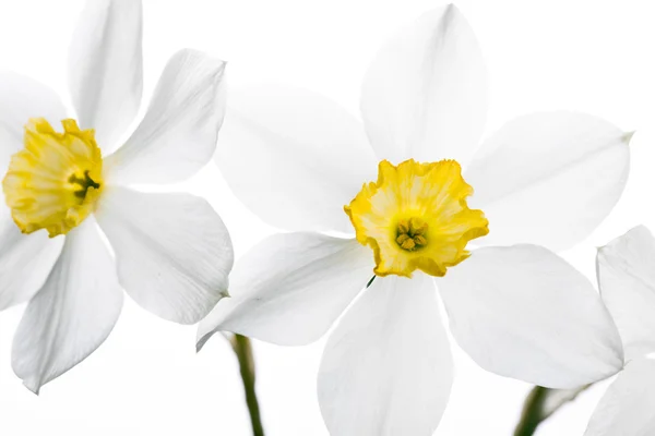 Bordure florale printanière, belles fleurs narcisses fraîches — Photo