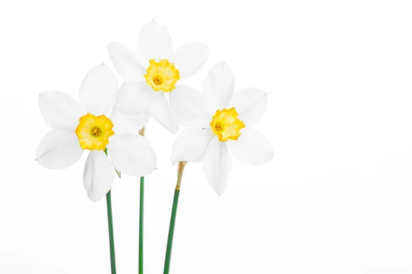 Spring floral border, beautiful fresh narcissus flowers — Stock Photo, Image